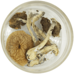 African Cubensis (Panaeolus africanus) | Shrooms Online Canada