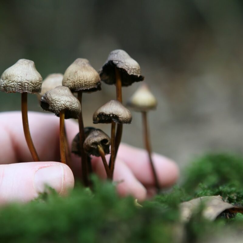 Guide to Magic Mushrooms | Shrooms Online Canada