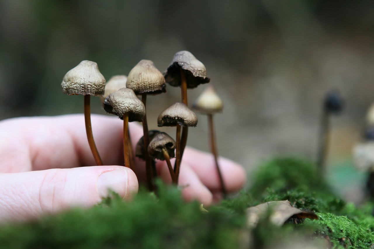 The Magic Mushroom Cultivation: Understanding Mycelium