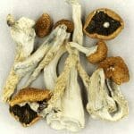 Creeper | Shrooms Online Canada