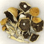 Penis Envy Cubensis | Shrooms Online Canada