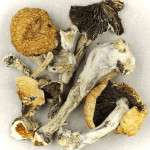 Thai Elephant | Shrooms Online Canada