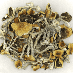Daddy Long Legs | Shrooms Online Canada