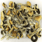 Puerto Rican | Shrooms Online Canada