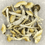 Blue Magnolia Rust | Shrooms Online Canada