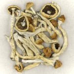 Texas Yellow Cap | Shrooms Online Canada