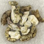 White Burma | Shrooms Online Canada