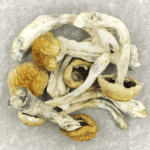 Chitwan Nepal | Shrooms Online Canada