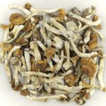 Florida White | Shrooms Online Canada