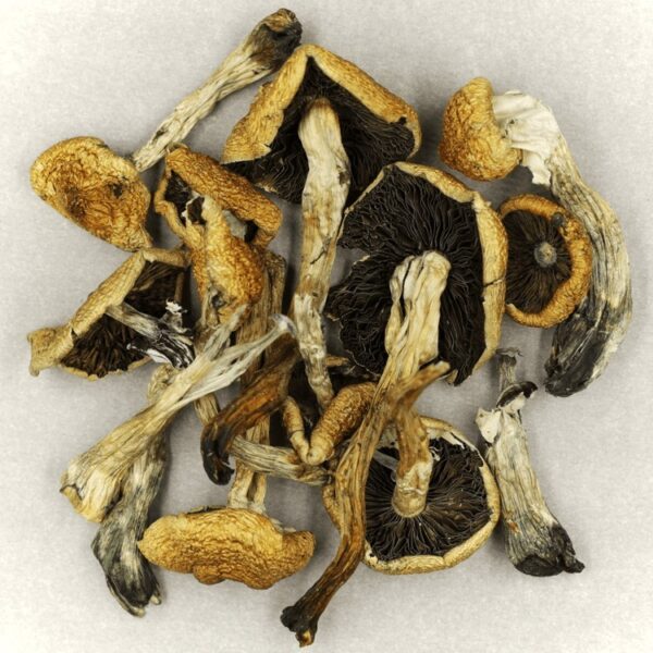 Malabar | Shrooms Online Canada
