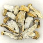 Melmac | Shrooms Online Canada
