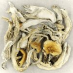 Treasure Coast | Shrooms Online Canada