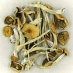 Mexicana | Shrooms Online Canada