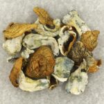 King Kong | Shrooms Online Canada