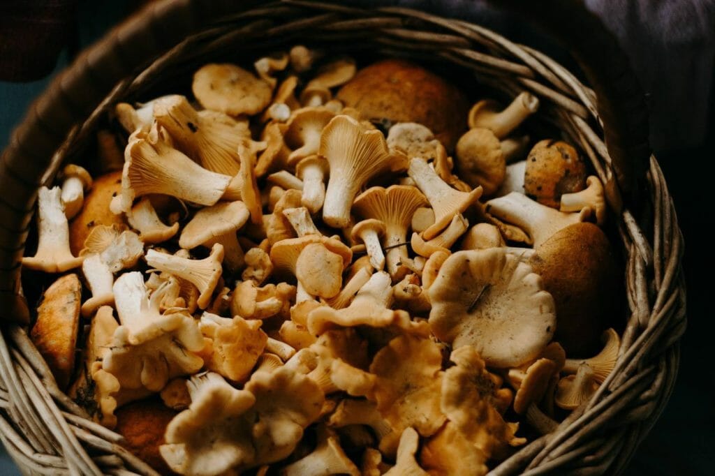 How to Store Shrooms Properly Buy shrooms online Shrooms Online Canada