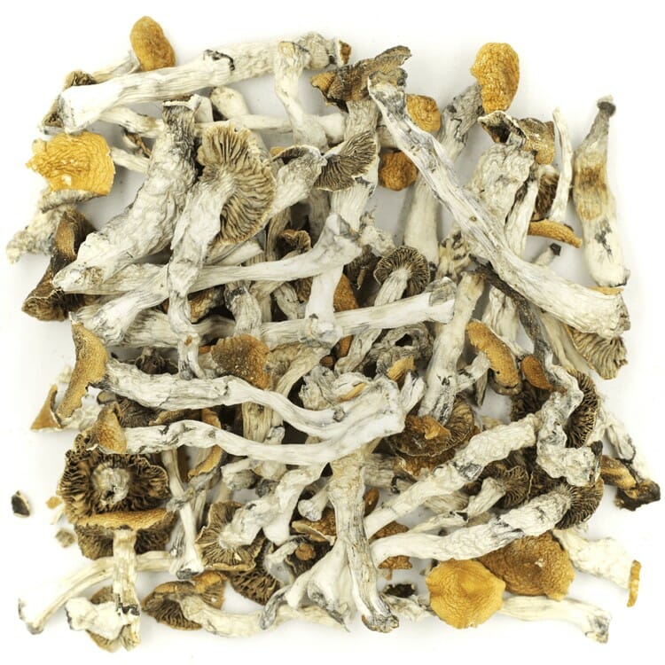 What are the Best Shrooms Online? Mush Golden Teacher at Shrooms Online Canada