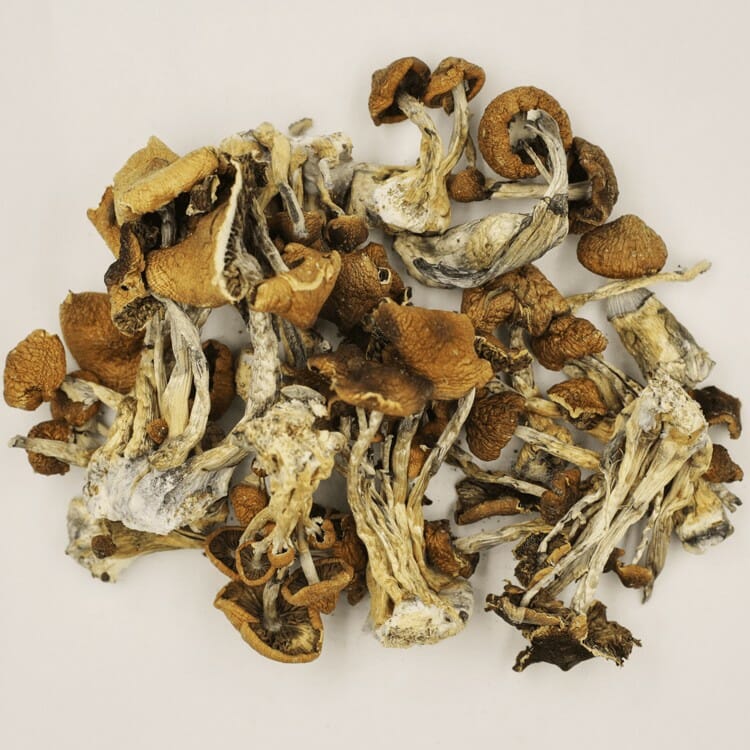 A New Trend In Wellness Is Psilocybe Cubensis And Microdosing Psilocybe Cubensis at Shrooms Online Canada