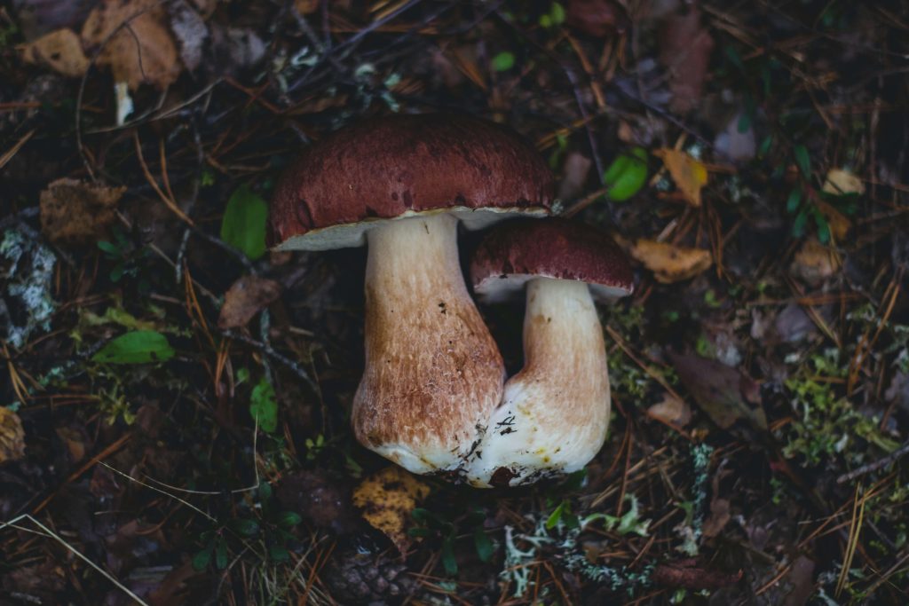 Looking for High-Quality Magic Mushrooms? Choose Shrooms Online Canada Amazonian Cubensis at Shrooms Online Canada