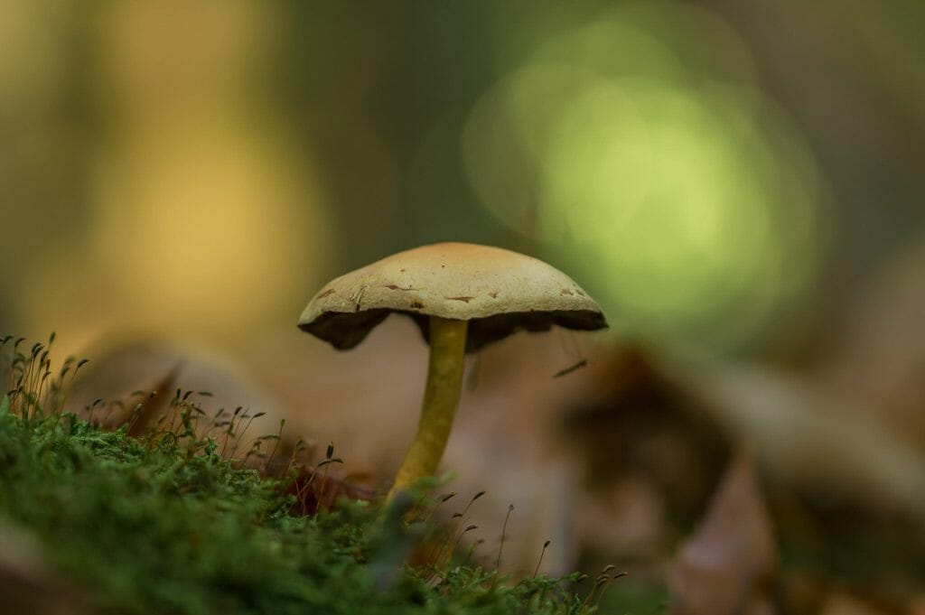 Sourcing High-Quality Magic Mushrooms psilocybe cubensis at Shrooms Online Canada