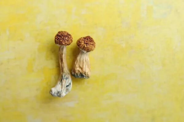 Lemon Tek at Zoomies Canada | Shrooms Online Canada