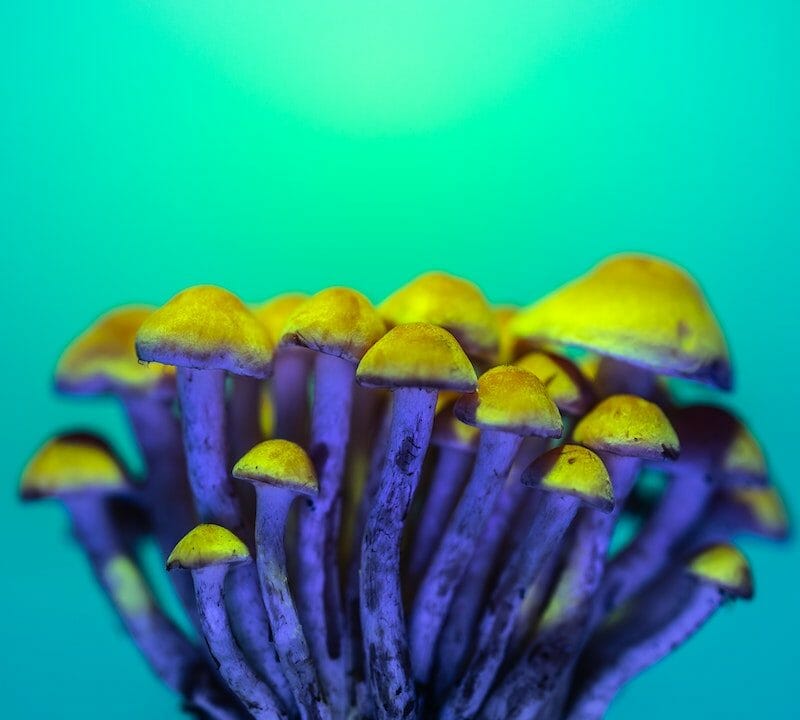 LSD Edibles | Shrooms Online Canada