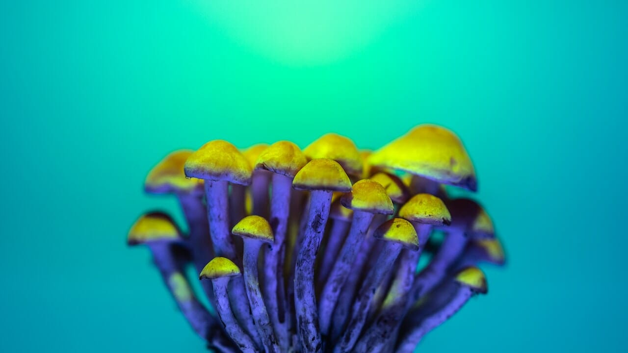 Exploring Psychedelic Science: The Potential of LSD-Infused Edibles