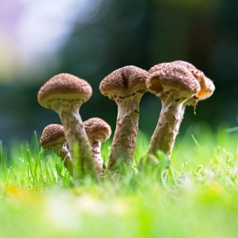 Mushroom Dispensary | Shrooms Online Canada