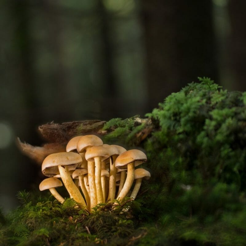 Strongest Mushroom Strains | Shrooms Online Canada