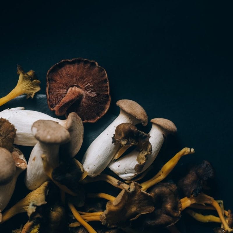 Dried Shrooms | Shrooms Online Canada