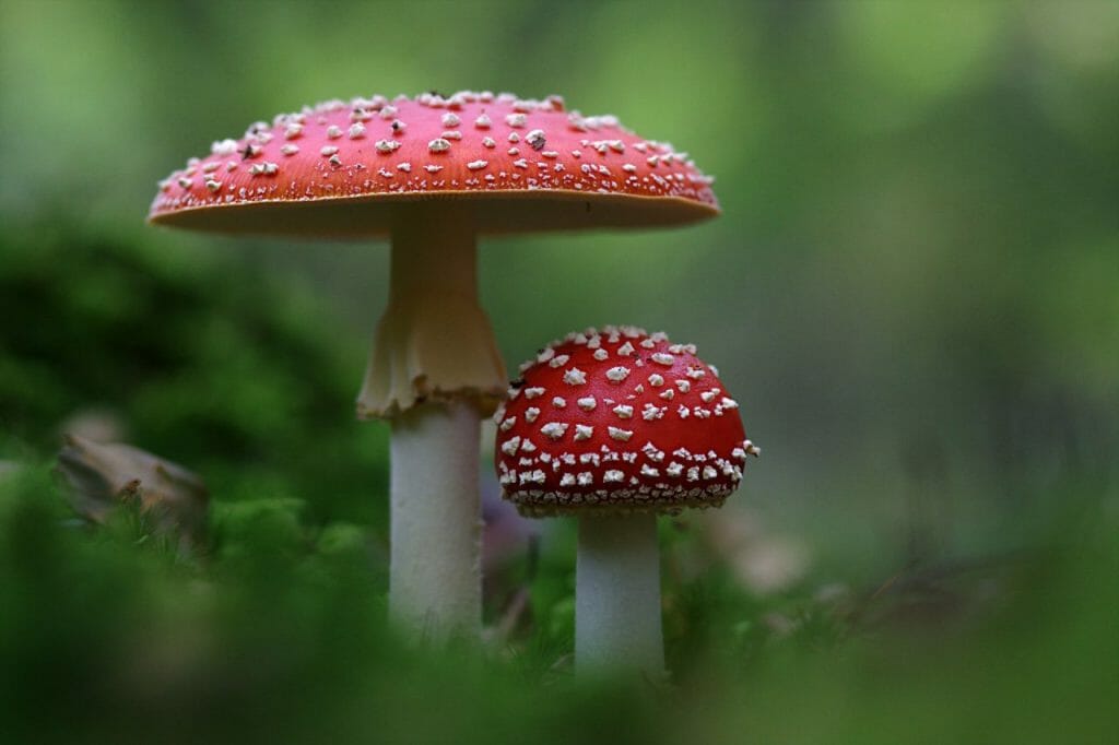 Diverse Shroom Products From Magic Mushroom Dispensary Magic Mushroom Dispensary