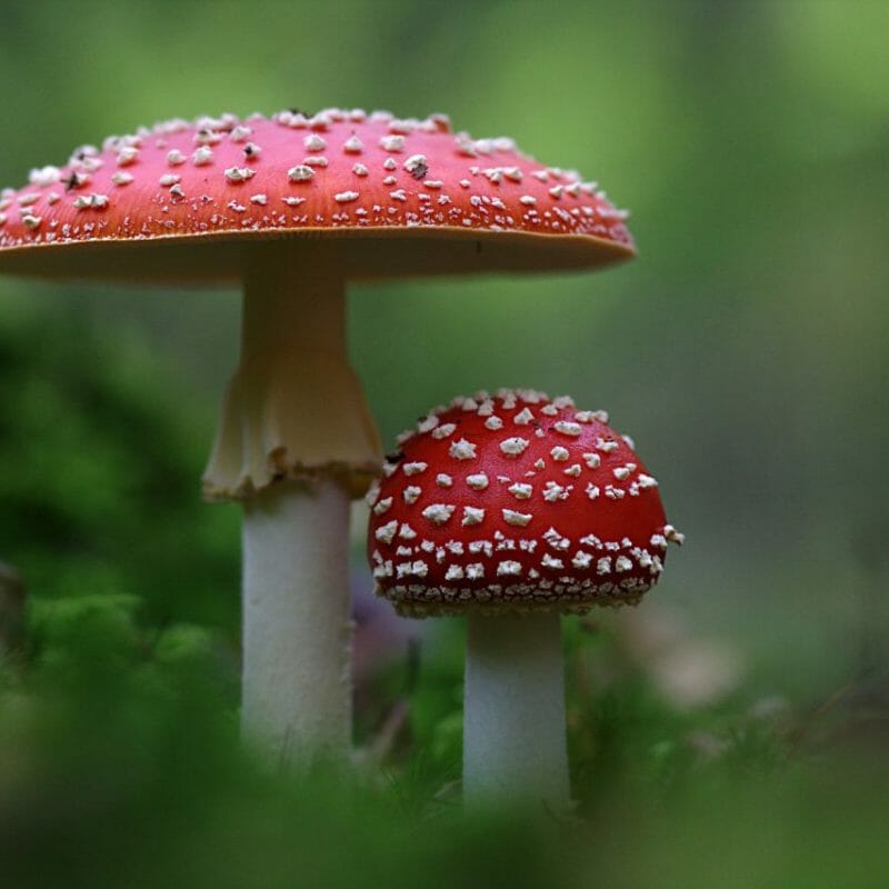 Magic Mushrooms Canada | Shrooms Online Canada
