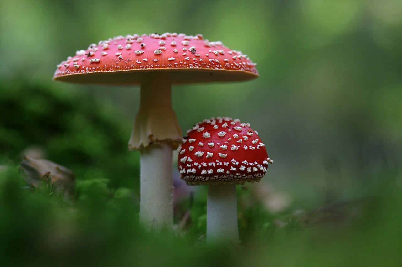 The Emergence of Magic Mushrooms in Canada: Must-Try Varieties