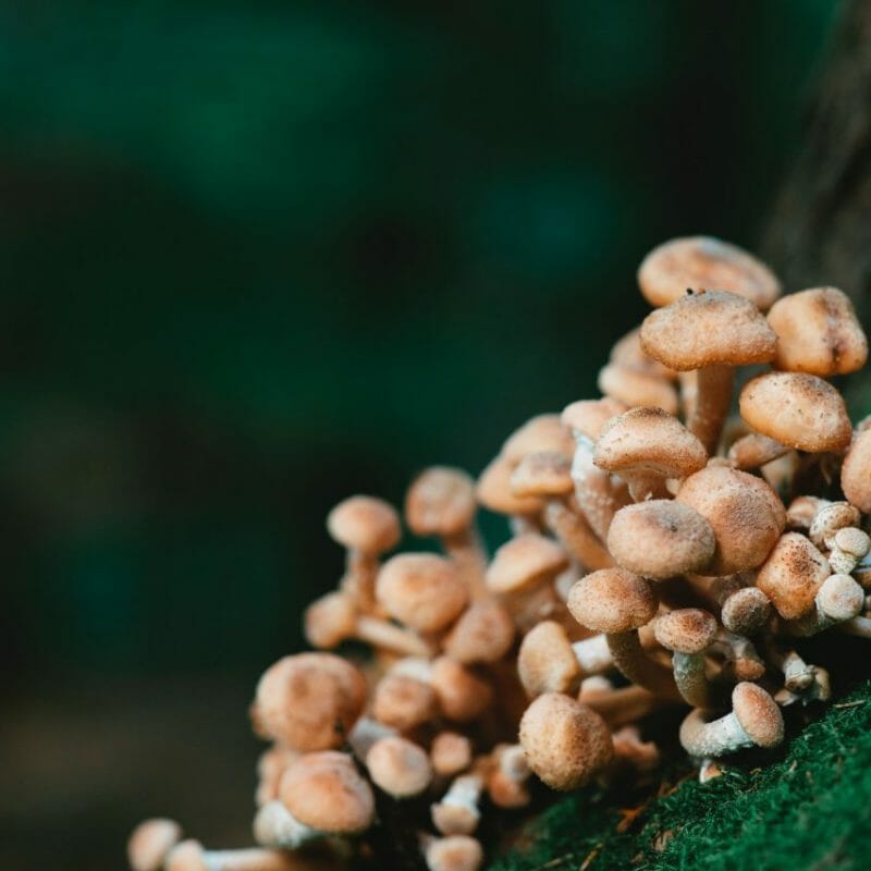Mushroom Dispensary - Zoomies | Shrooms Online Canada