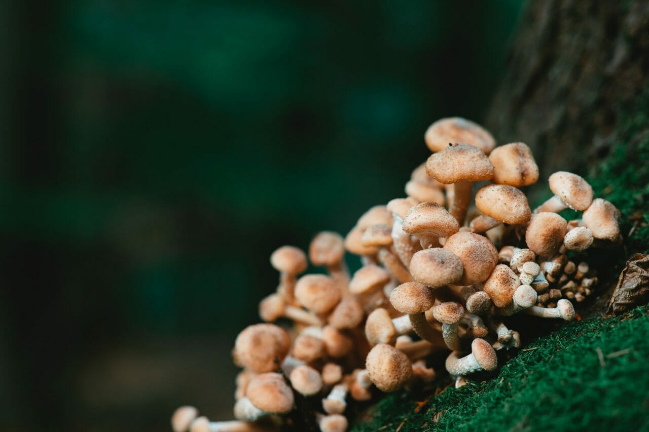 Offerings of Mushroom Dispensary in Depression Treatment