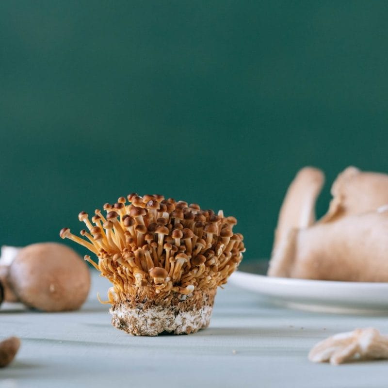 Buy Magic Mushroom | Shrooms Online Canada