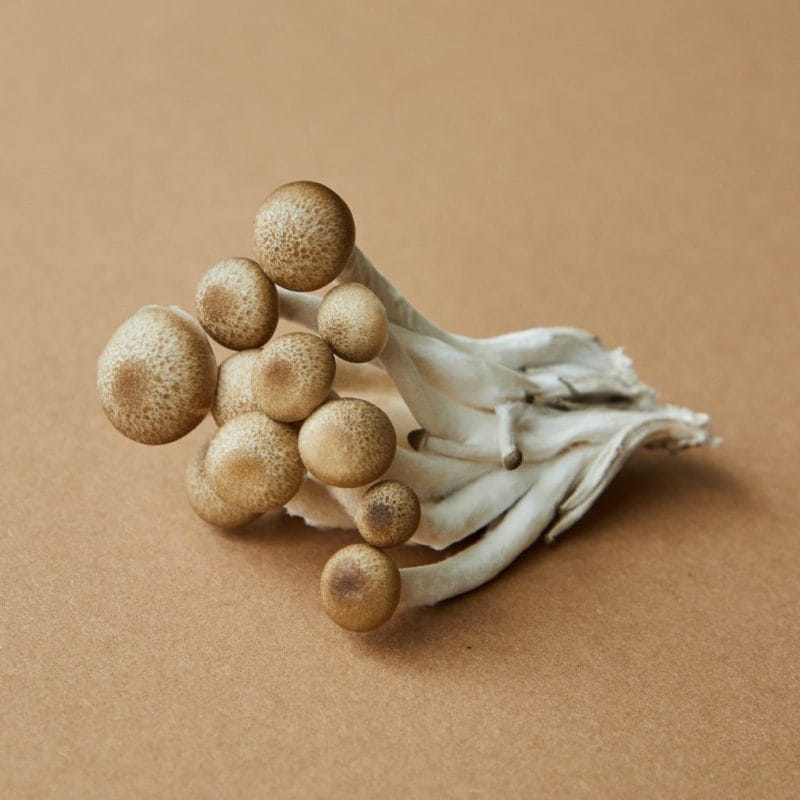 strongest mushroom strain | Shrooms Online Canada