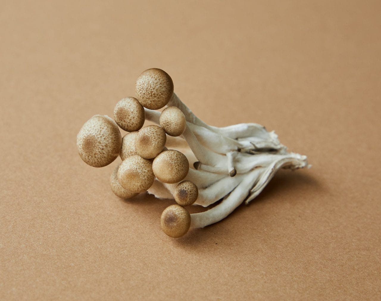Taking a Deeper Dive into Penis Envy: Understanding the Most Potent Mushroom Strain