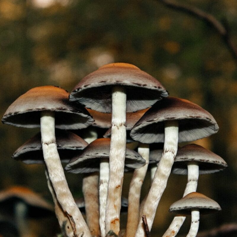 | Shrooms Online Canada Microdose Mushrooms | Shrooms Online Canada