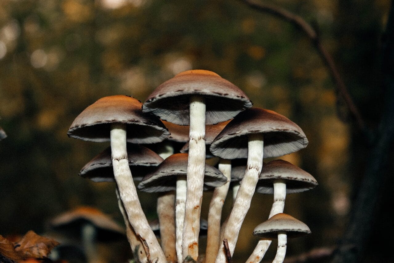 <div>
    <h1>An Examination of Microdose Mushrooms as a Treatment for Chronic Pain: A Series of Case Studies</h1>
    <p>Chronic pain can be a debilitating condition, reducing the quality of life for those who suffer from it. Many traditional treatments often prove insufficient or come with a host of side effects. But there could be hope in an unexpected place: microdose mushrooms. This series of case studies explores their potential as a treatment for chronic pain.</p>
    <p><strong>Case 1: {case1_name}</strong></p>
    <p>{case1_name} struggled with chronic pain for years. Despite trying numerous treatments, they found little respite. However, after starting a regimen of microdose mushrooms, they experienced a significant reduction in their pain levels.</p>
    <p><strong>Case 2: {case2_name}</strong></p>
    <p>{case2_name} had a similar experience. Chronic pain had been a part of their life for a long time, and no treatment seemed to alleviate it. Yet, when they began using microdose mushrooms, they noticed an improvement in their condition.</p>
    <p><strong>Case 3: {case3_name}</strong></p>
    <p>Like the others, {case3_name} was dealing with chronic pain, finding little relief in traditional treatments. After incorporating microdose mushrooms into their healthcare routine, they reported a marked decrease in their pain levels.</p>
    <p>These cases suggest that microdose mushrooms may hold potential as a novel treatment for chronic pain. However, further research is required to fully understand the mechanisms behind their efficacy and to investigate their safety and long-term effects.</p>
    <p>For more information on the use of microdose mushrooms in pain management, please <a href=
