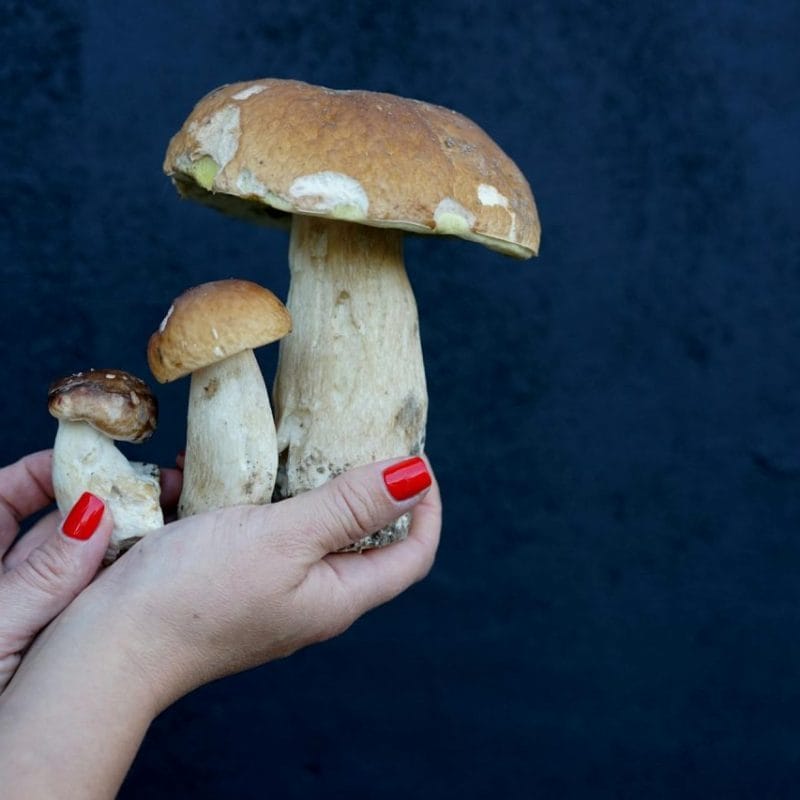 Shrooms Online | Shrooms Online Canada