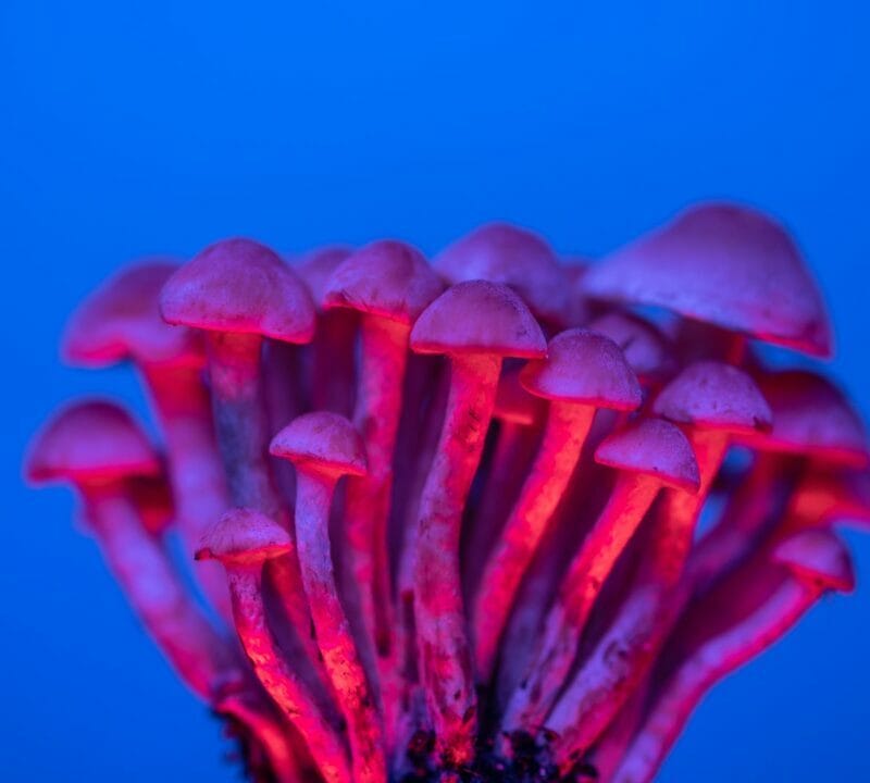 Shrooms Delivery in Canada | Shrooms Online Canada