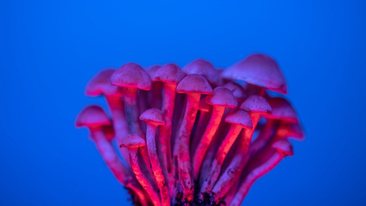 Delivery of Shrooms for Enhancing Cognitive Abilities: A Deep Dive into the Advantages of Nootropics