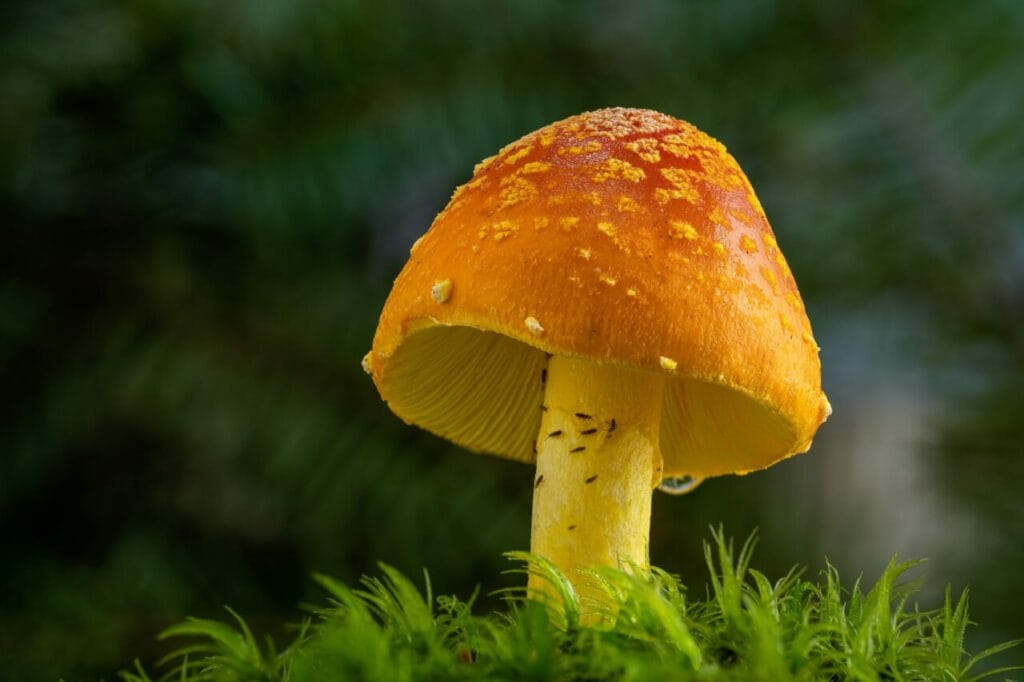 Guided Psychedelic Therapy Canada