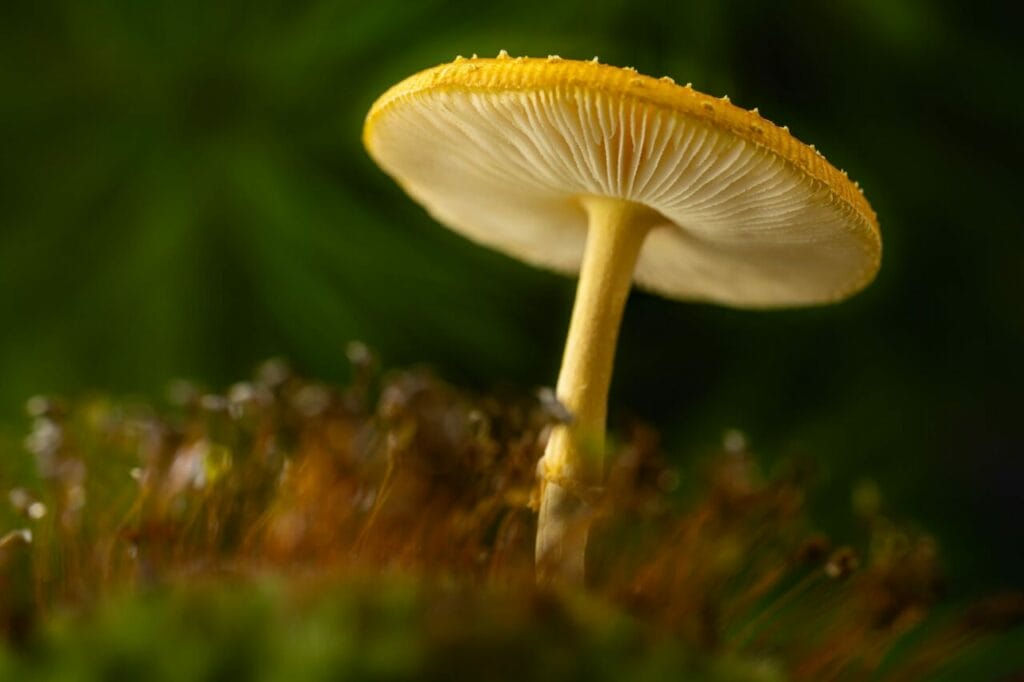 Guided psychedelic therapy Canada