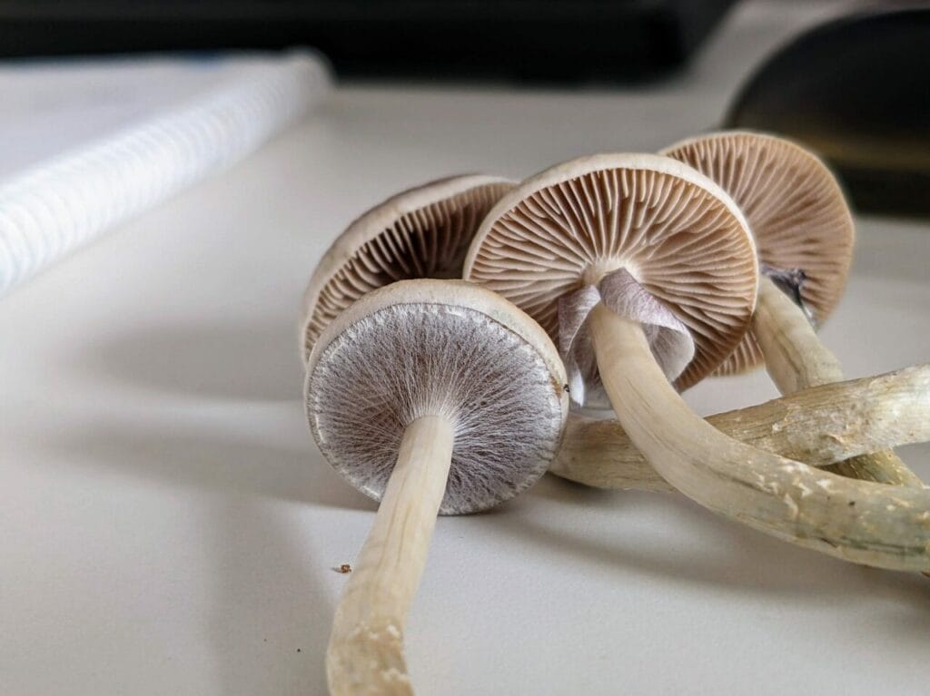 Magic Mushrooms at Shrooms Online Canada