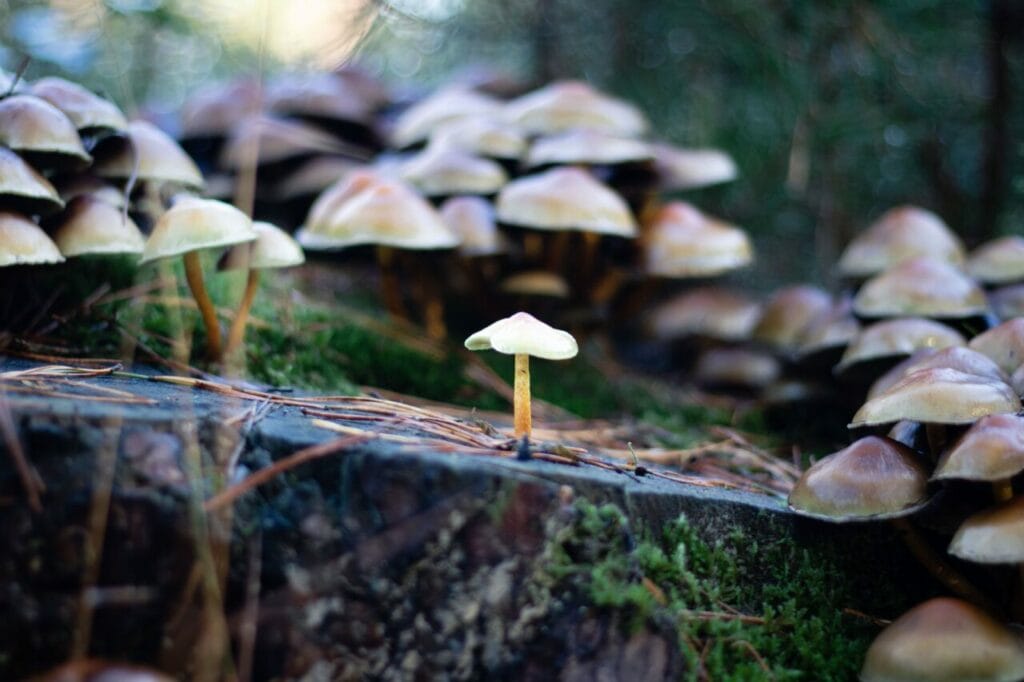Shroom Delivery at Shrooms Online Canada
