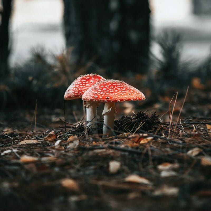 Shroom online delivery at Zoomies Canada | Shrooms Online Canada
