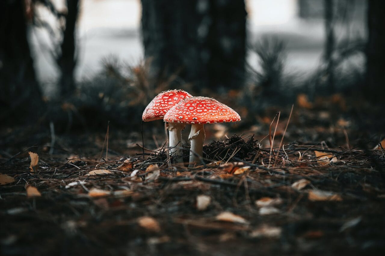 The Psilocybin Movement: Manufacturing, Investigation, & Prospective Course
