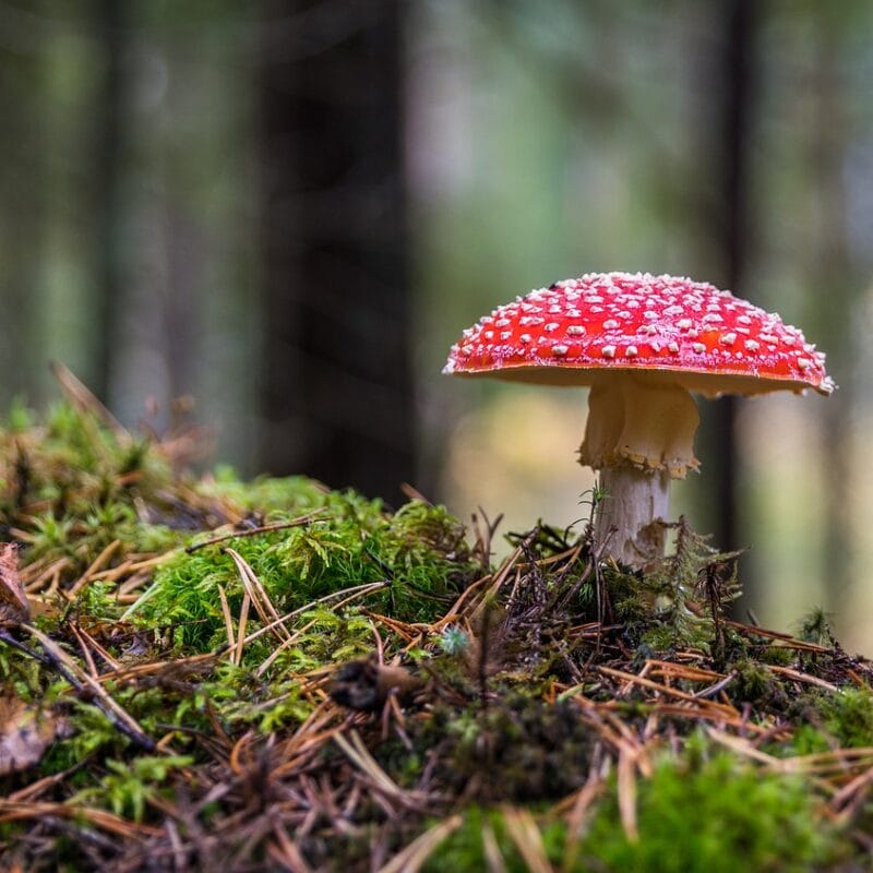 Shrooms Online in Canada | Shrooms Online Canada