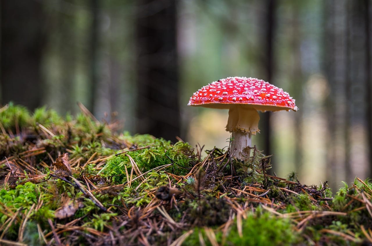 The Importance of Psilocybin in Canadian Healthcare